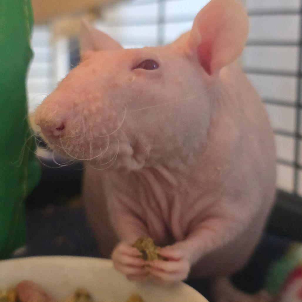 Enlarge Dobby, a Adopted Rat in Stokesdale, NC image 2/2