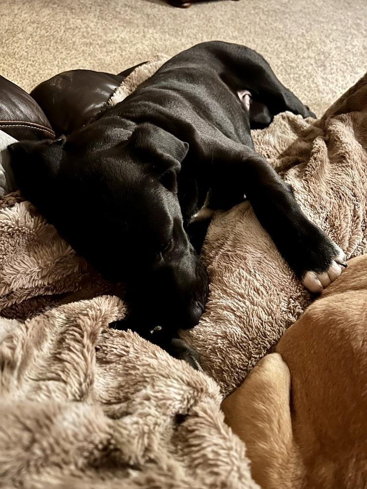 Donna, Adoptable, Puppy Female Great Dane & Retriever.