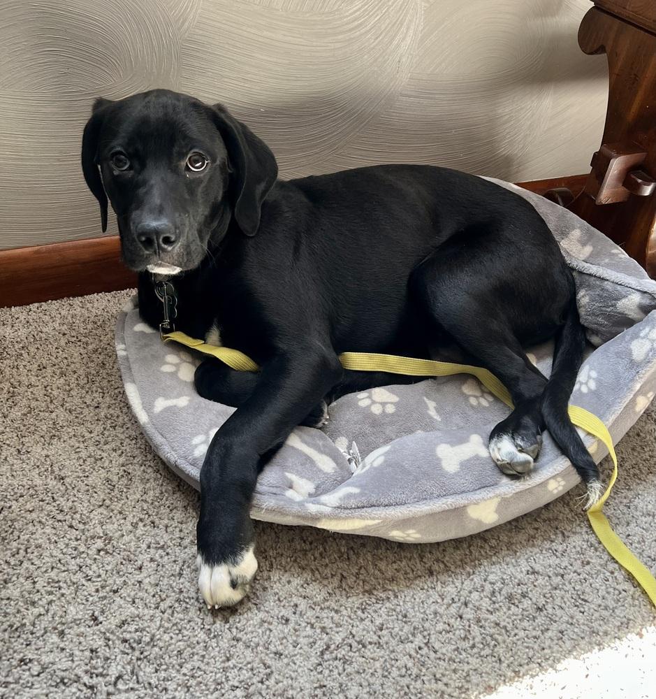 Enlarge Donna, a Adoptable mixed breed in Springdale, PA image 2/6