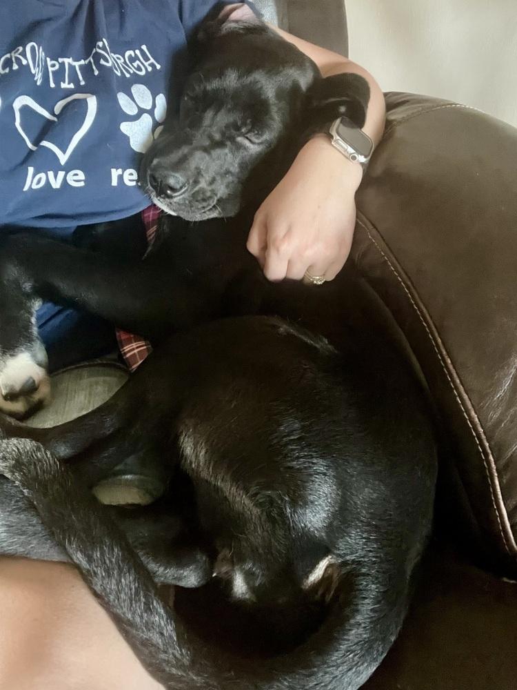 Enlarge Donna, a Adoptable mixed breed in Springdale, PA image 3/6