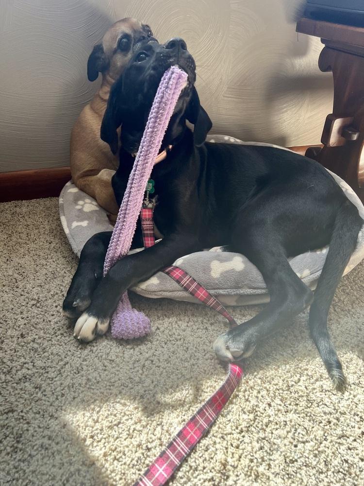 Enlarge Donna, a Adoptable mixed breed in Springdale, PA image 4/6