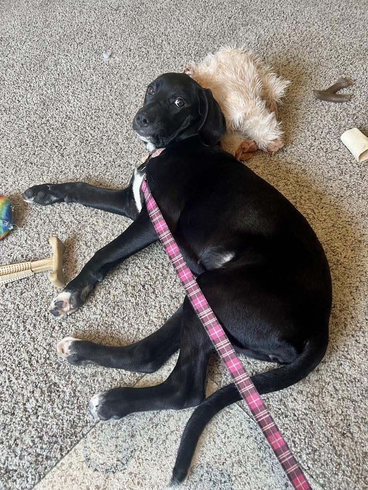 Enlarge Donna, a Adoptable mixed breed in Springdale, PA image 5/6