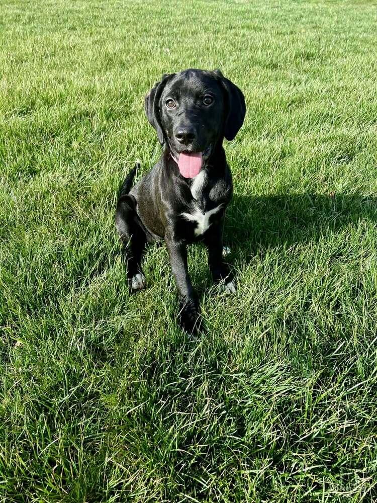 Enlarge Donna, a Adoptable mixed breed in Springdale, PA image 6/6