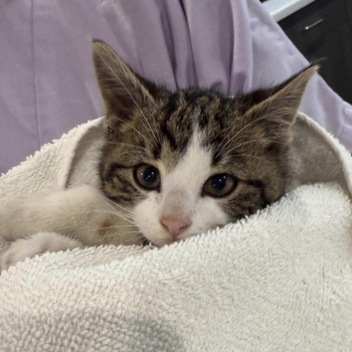 Chicago Bean, an adoptable Domestic Medium Hair in Palatine, IL image 2/2