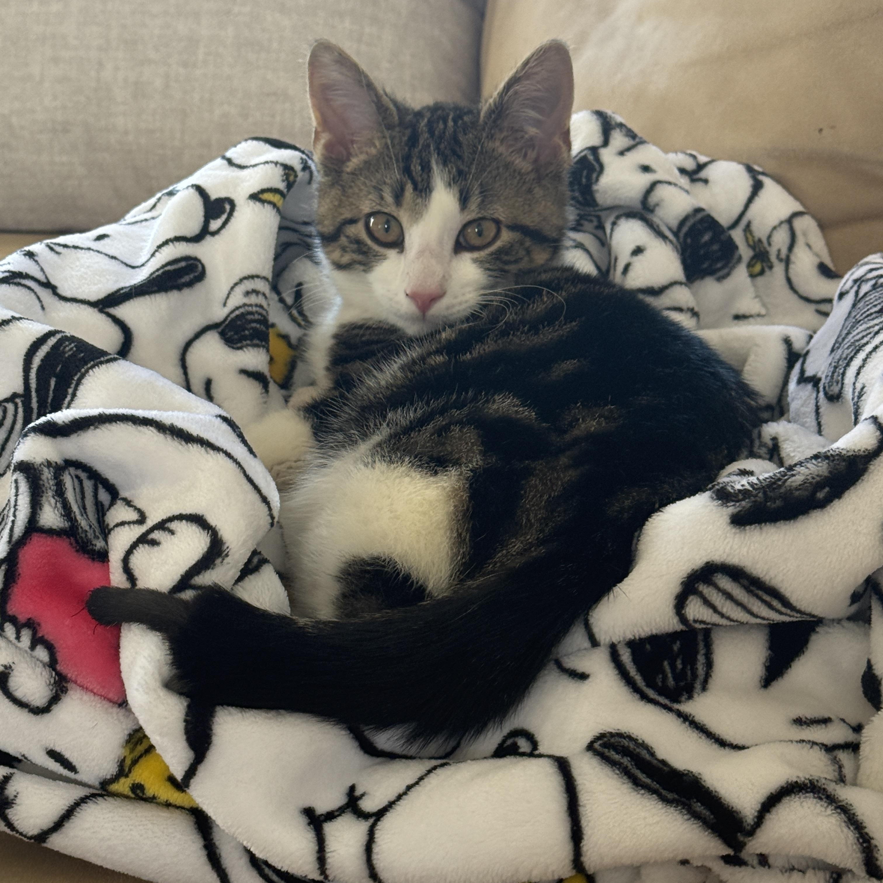  Chicago Bean, adoptable, Kitten Male Domestic Medium Hair.