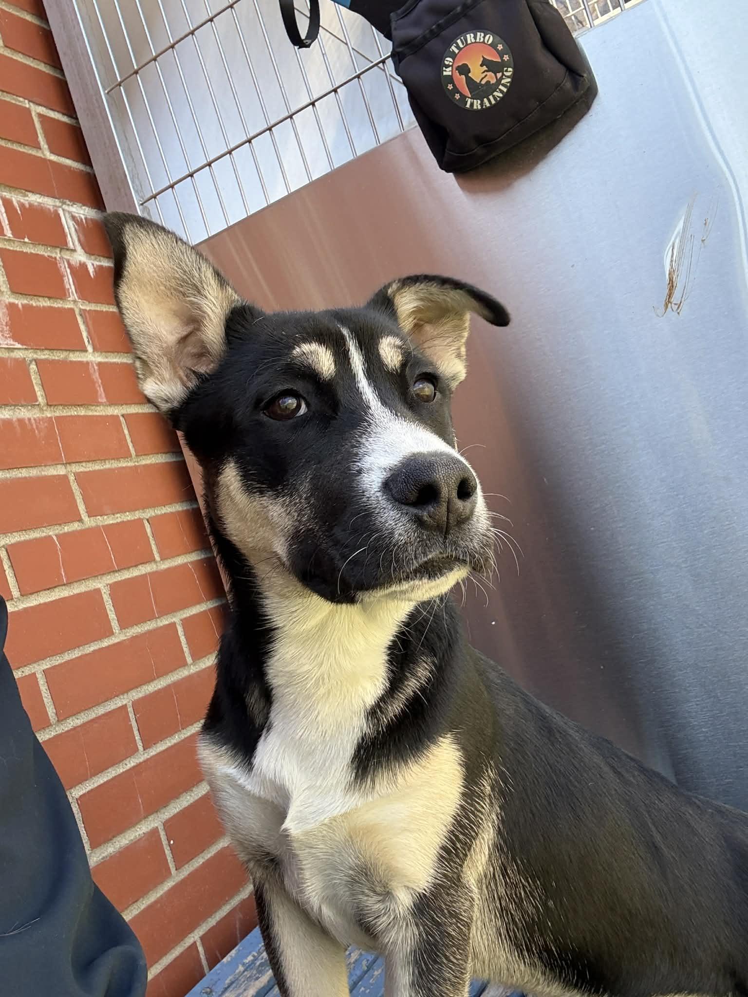 Enlarge Arthur, an adopted mixed breed in Oxford, MI image 3/6