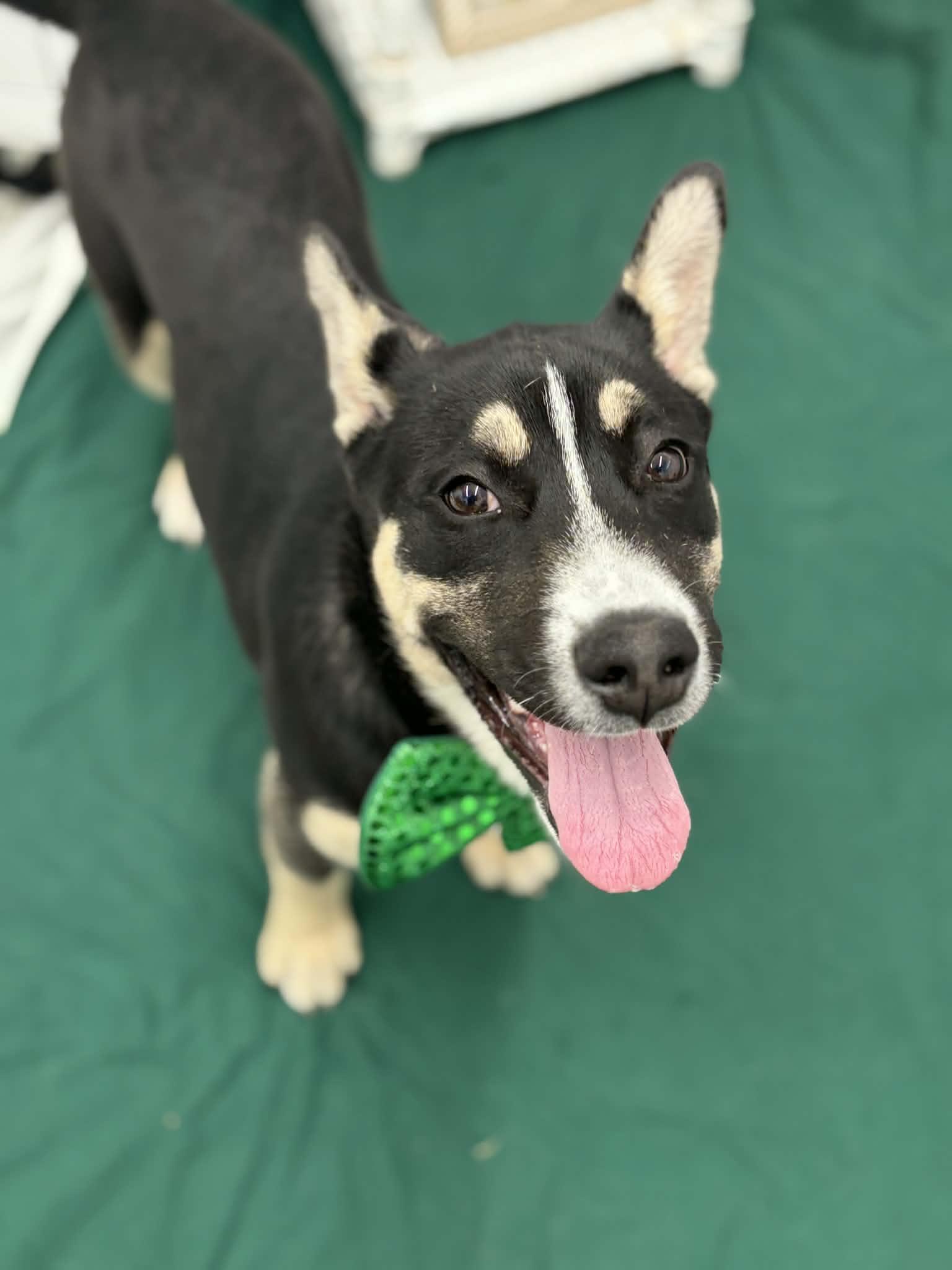 Enlarge Arthur, an adopted mixed breed in Oxford, MI image 5/6