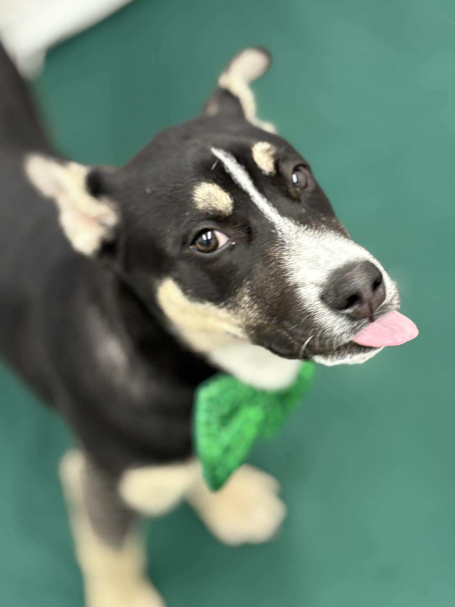 Enlarge Arthur, an adopted mixed breed in Oxford, MI image 4/6