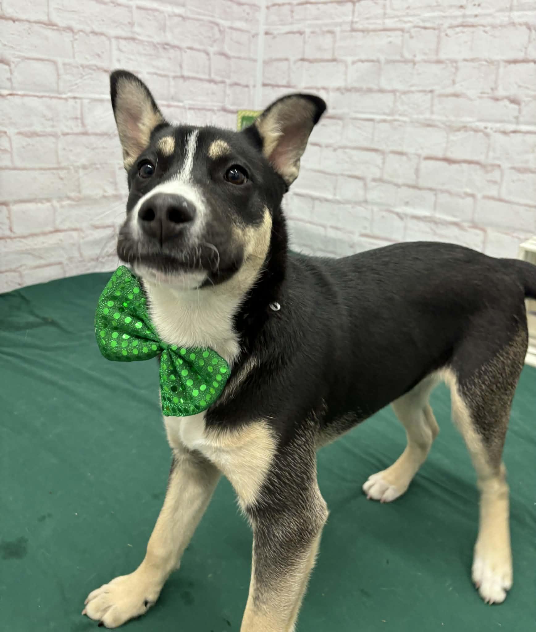 Enlarge Arthur, an adopted mixed breed in Oxford, MI image 1/6