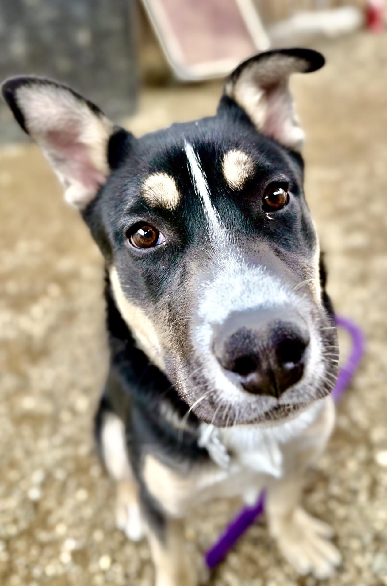 Enlarge Arthur, an adopted mixed breed in Oxford, MI image 6/6