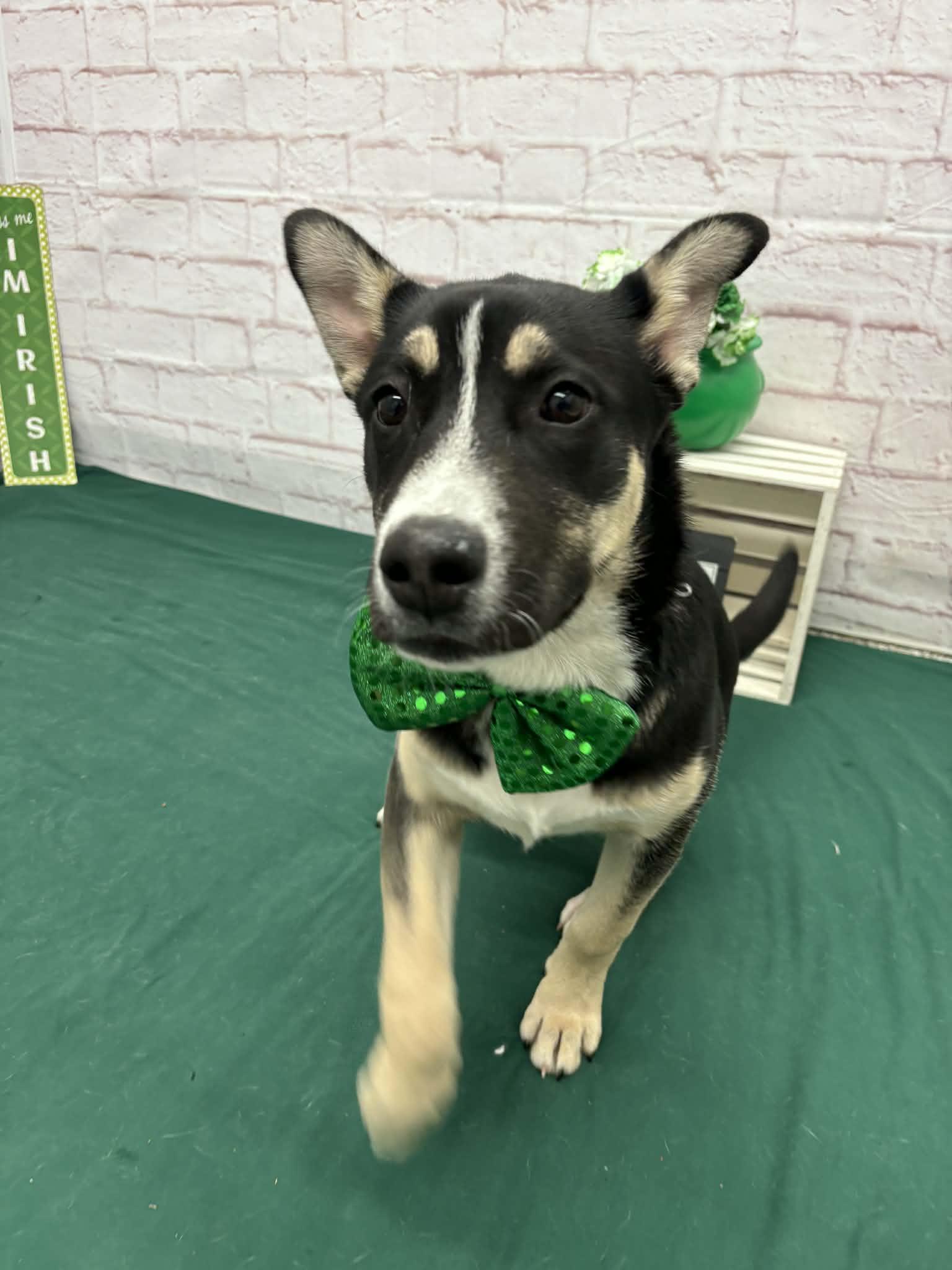 Enlarge Arthur, an adopted mixed breed in Oxford, MI image 2/6