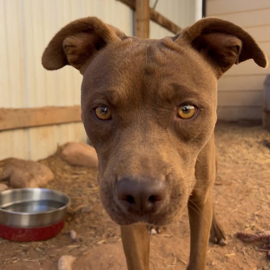 Enlarge Tequila, a Adoptable Mixed Breed in Moab, UT image 1/6