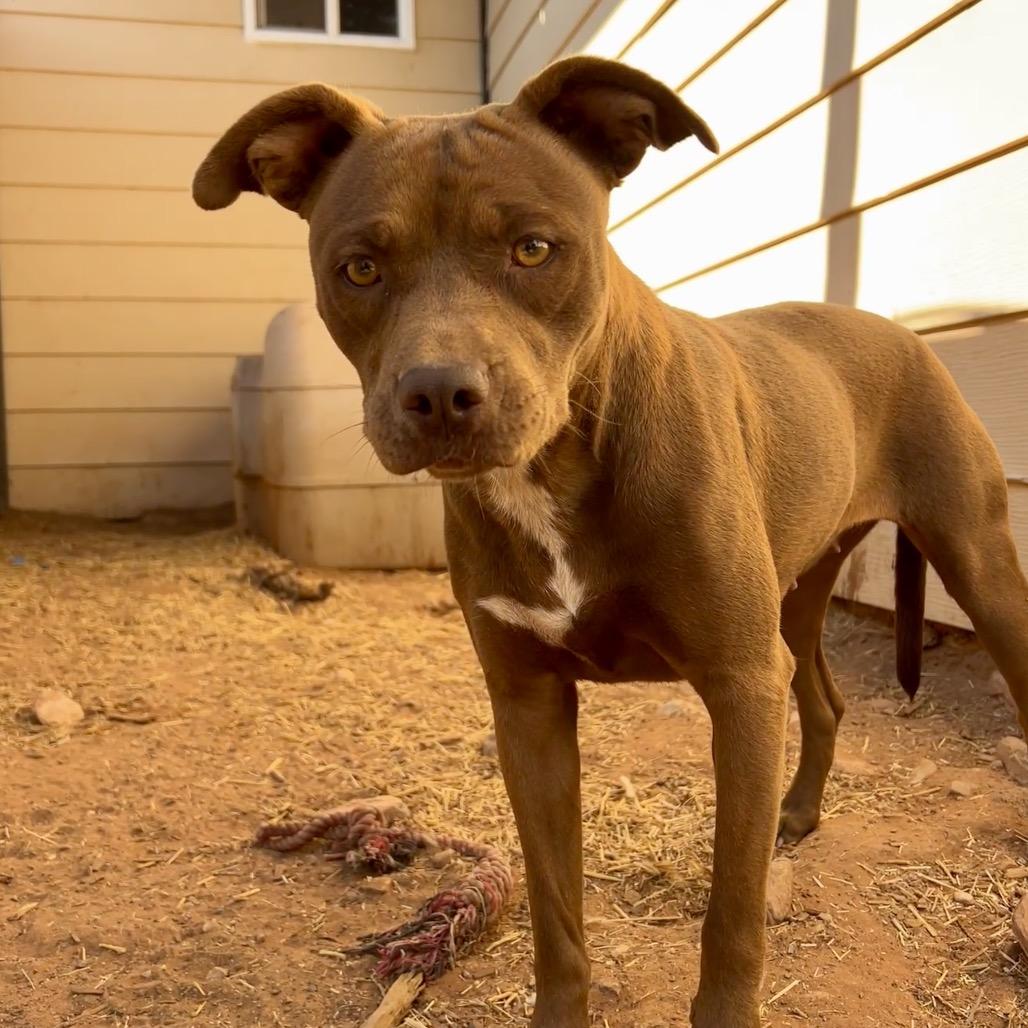 Enlarge Tequila, a Adoptable Mixed Breed in Moab, UT image 2/6