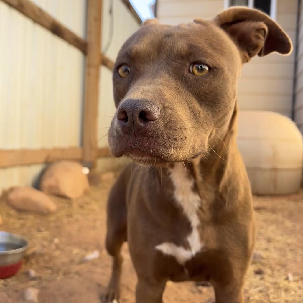 Enlarge Tequila, a Adoptable Mixed Breed in Moab, UT image 4/6