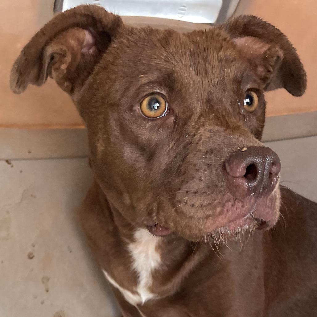 Enlarge Tequila, a Adoptable Mixed Breed in Moab, UT image 5/6