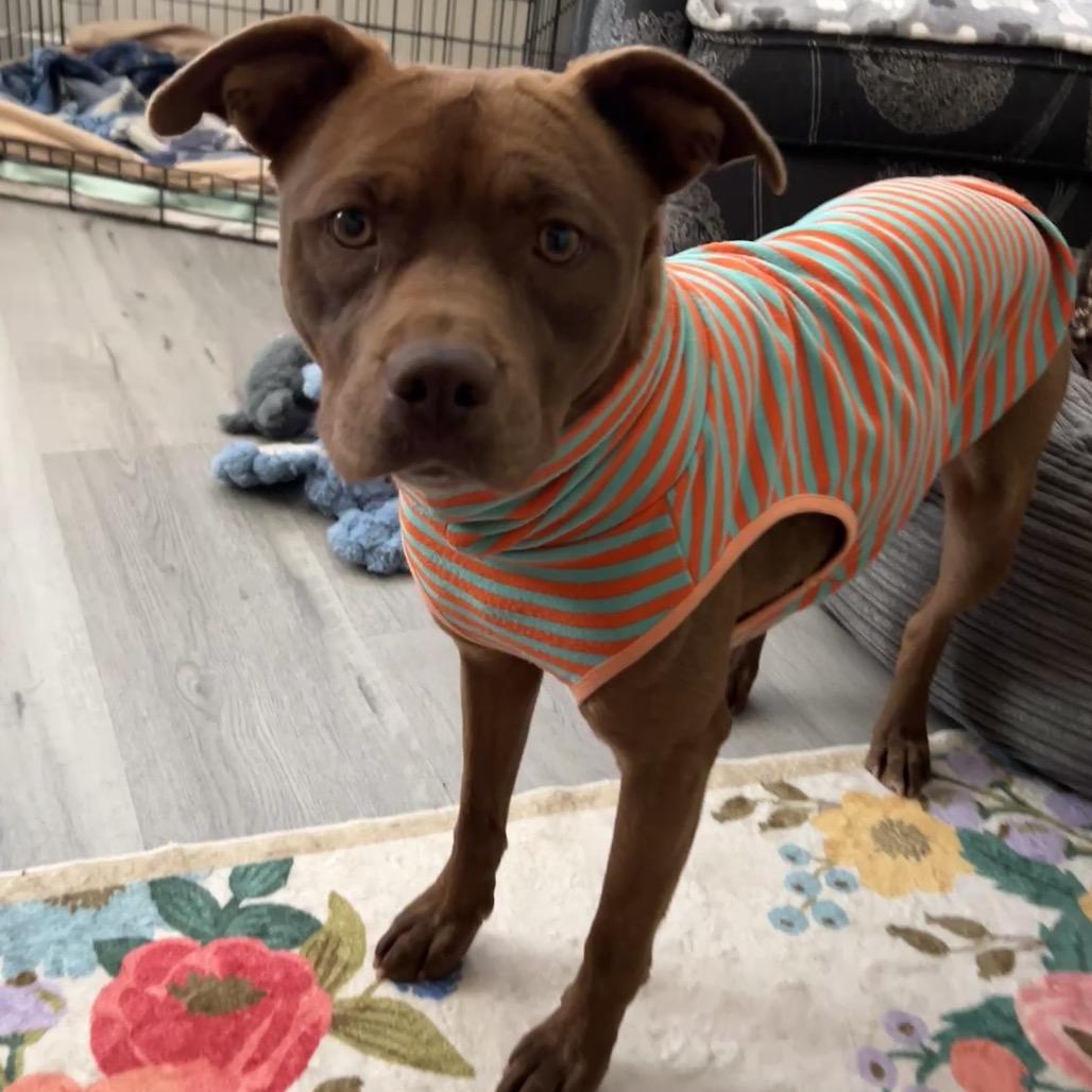 Enlarge Tequila, a Adoptable Mixed Breed in Moab, UT image 6/6