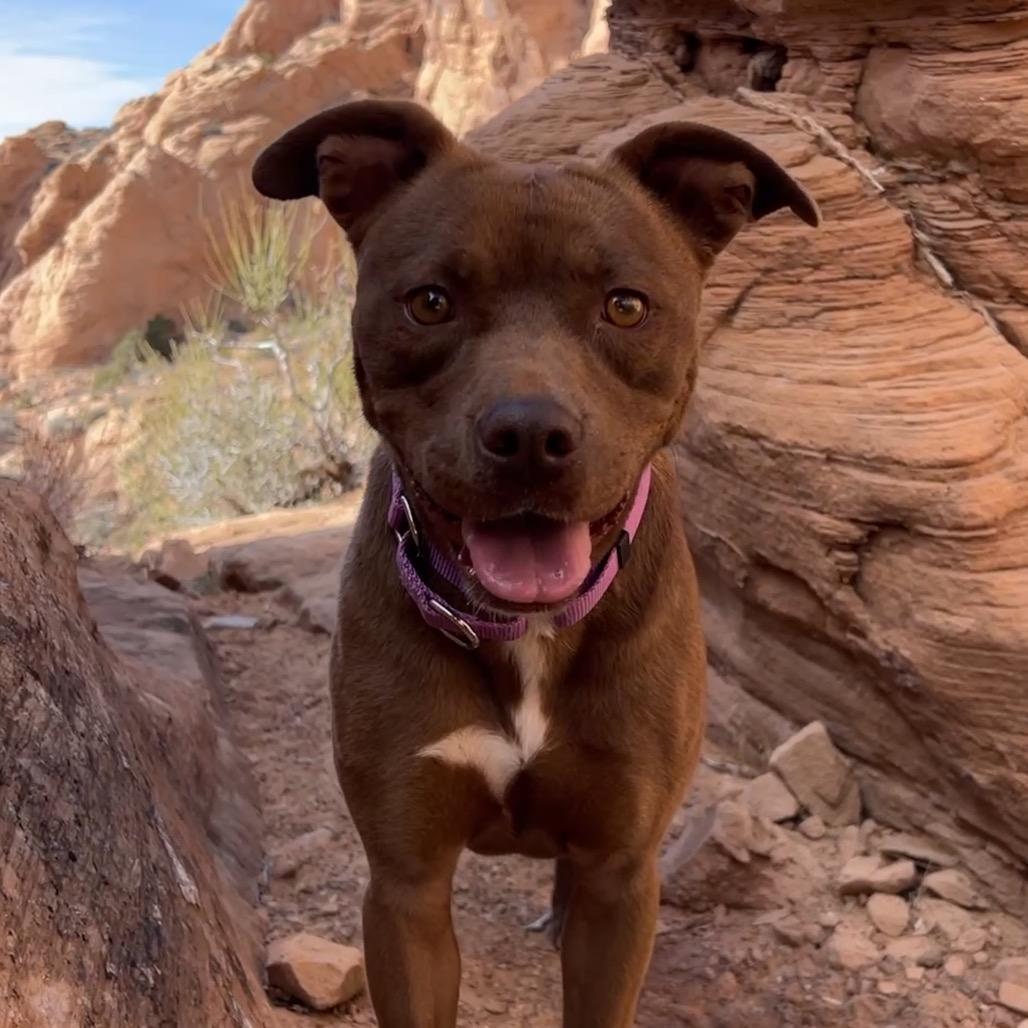 Enlarge Tequila, a Adoptable Mixed Breed in Moab, UT image 6/6