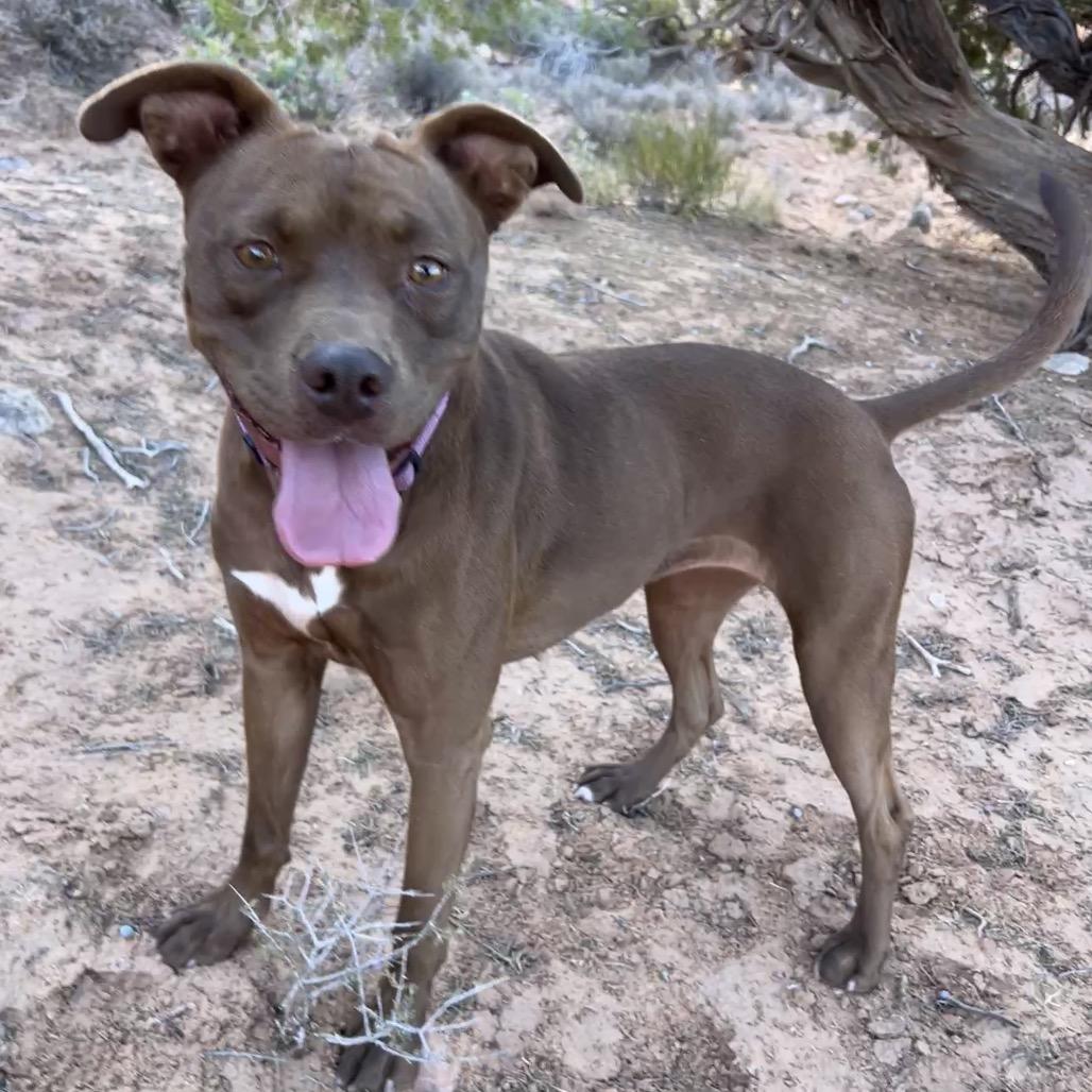 Enlarge Tequila, a Adoptable Mixed Breed in Moab, UT image 6/6