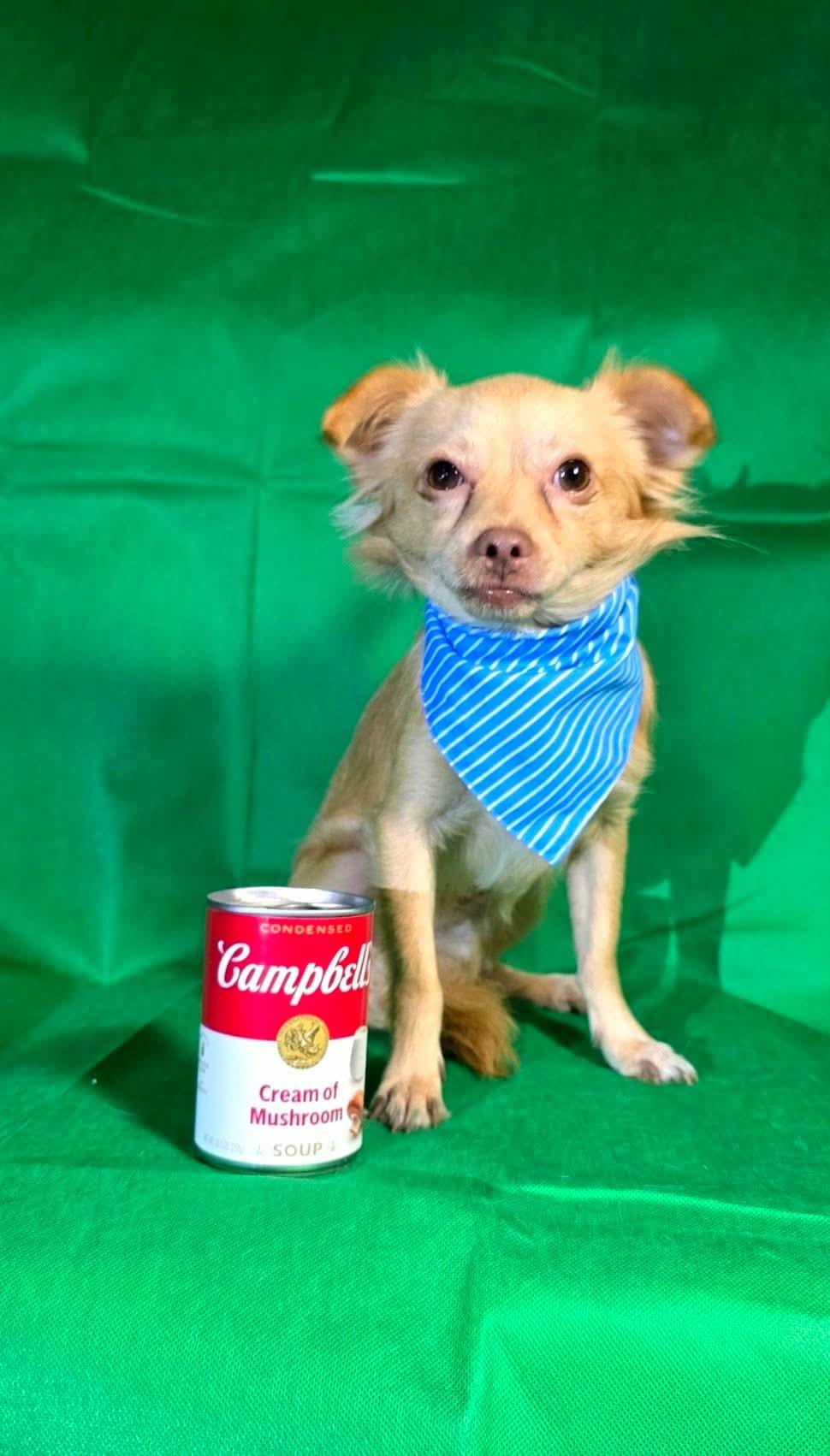 Enlarge Hugh, a Adoptable mixed breed in Spokane, WA image 6/6