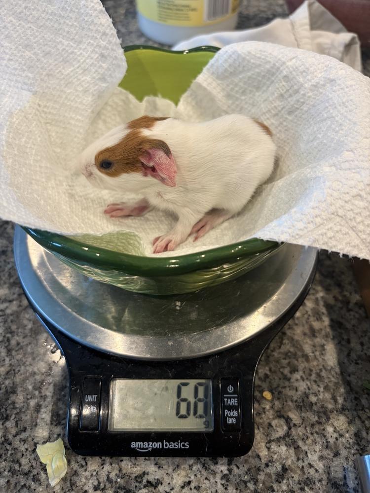 Blossom, adopted, Baby Female Guinea Pig.