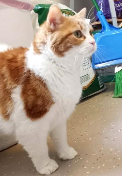 Buddy, adopted, Senior Male Domestic Short Hair.