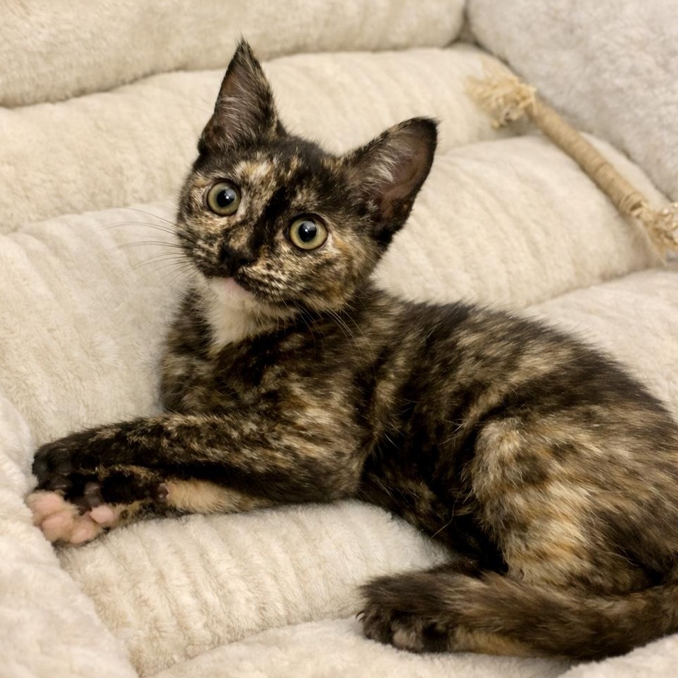 Enlarge Olive, a ADOPTABLE Tortoiseshell in Bethel, CT image 1/6
