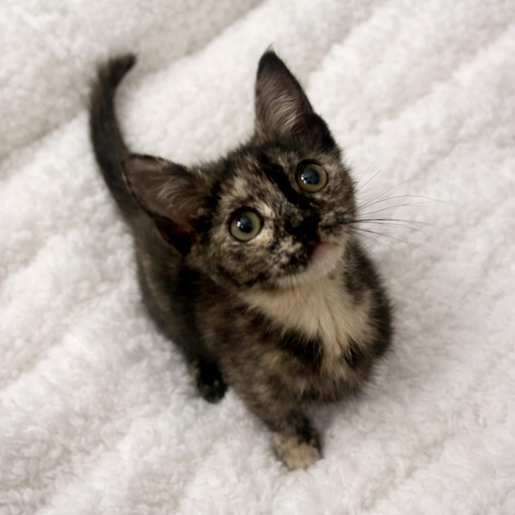 Enlarge Olive, a ADOPTABLE Tortoiseshell in Bethel, CT image 5/6