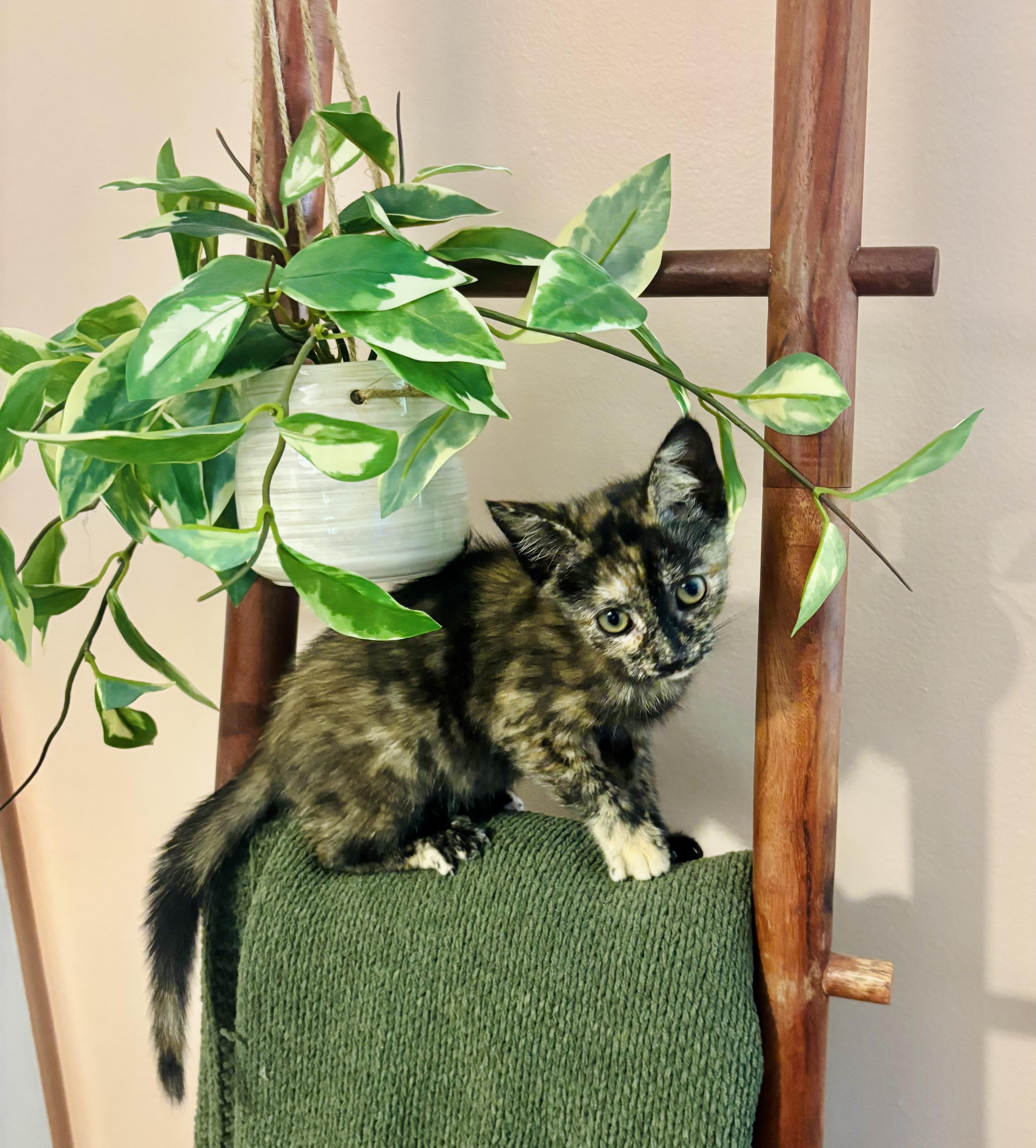 Enlarge Olive, a ADOPTABLE Tortoiseshell in Bethel, CT image 6/6
