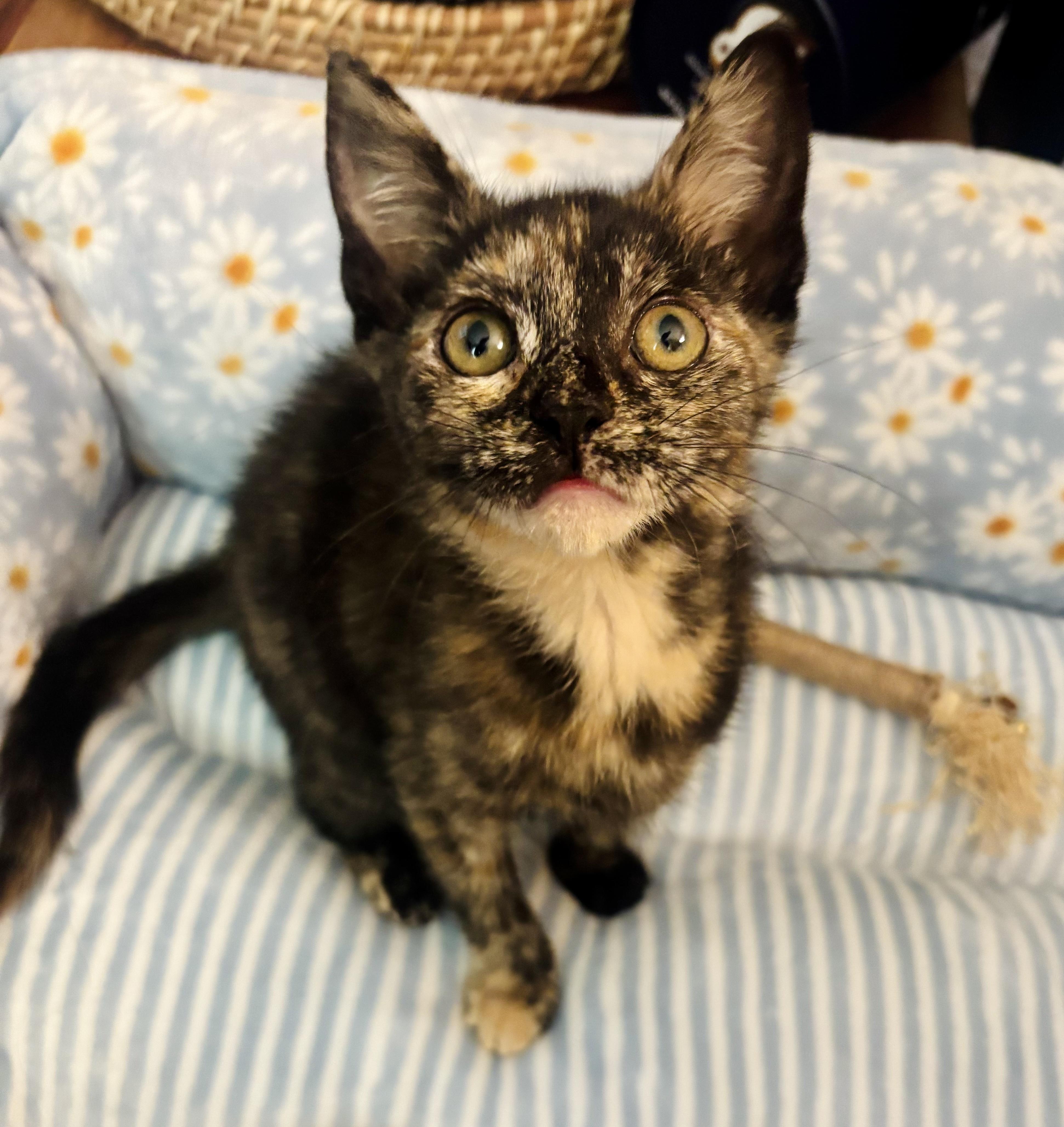 Enlarge Olive, a ADOPTABLE Tortoiseshell in Bethel, CT image 2/6