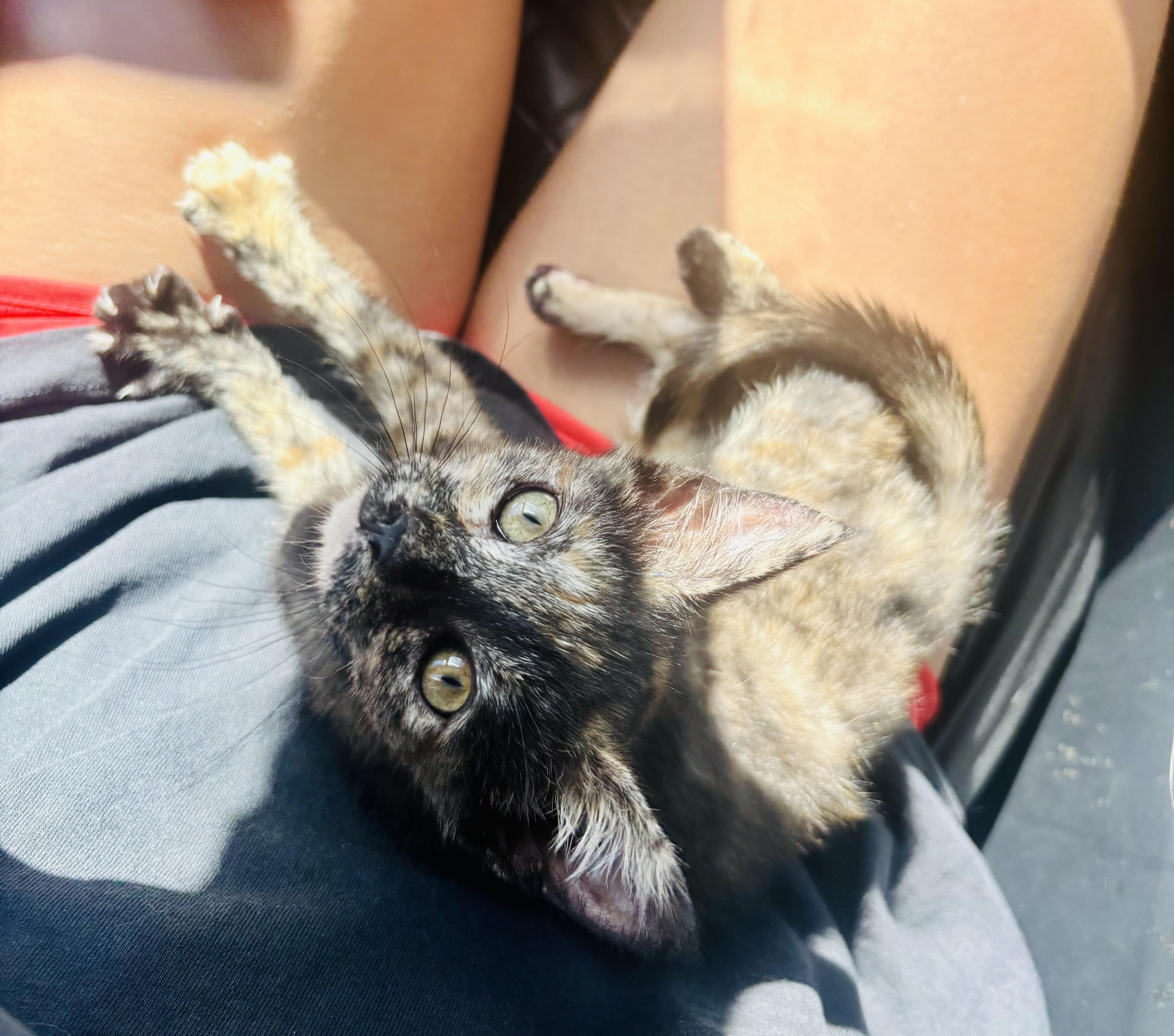Enlarge Olive, a ADOPTABLE Tortoiseshell in Bethel, CT image 3/6