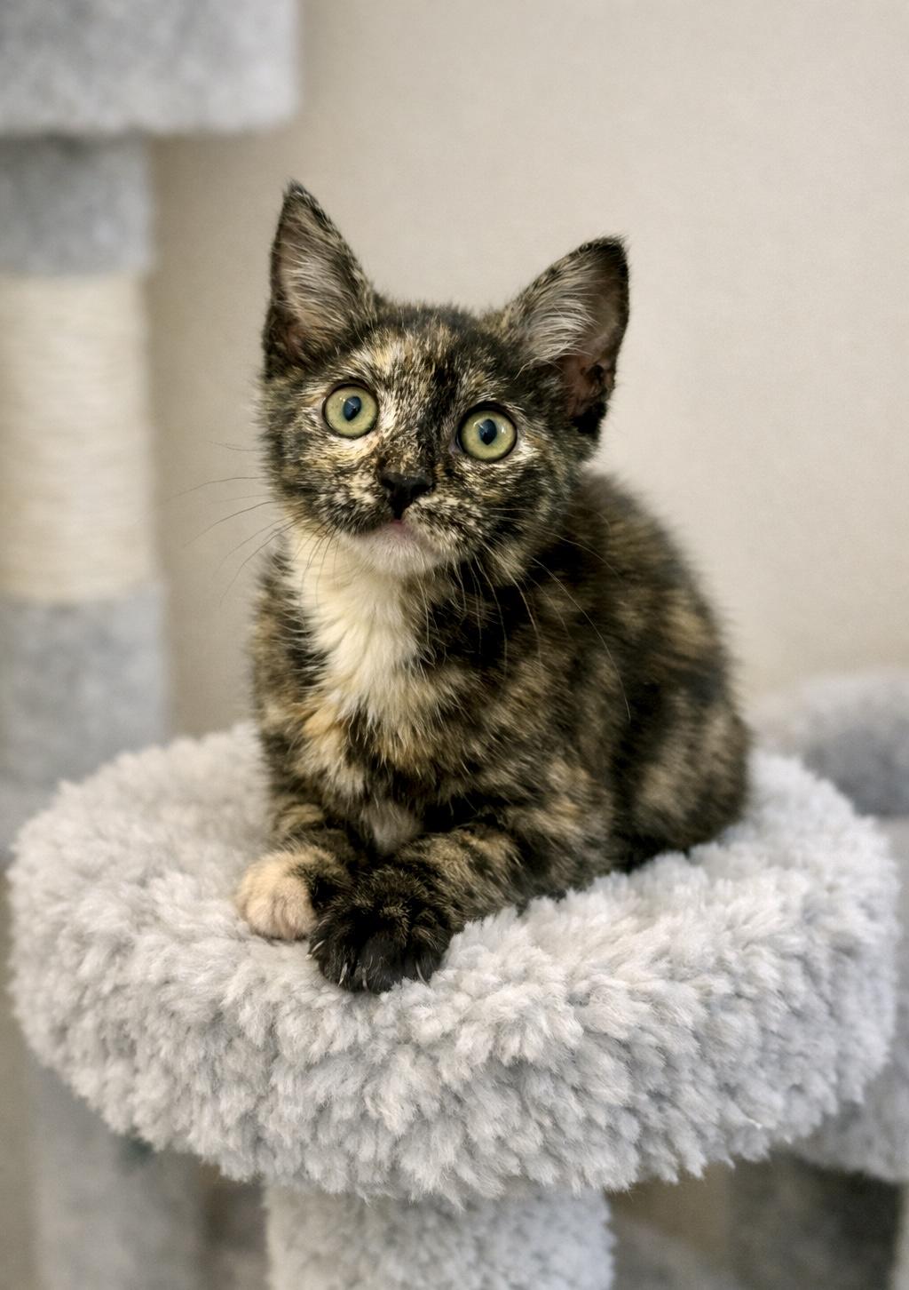 Enlarge Olive, a ADOPTABLE Tortoiseshell in Bethel, CT image 4/6