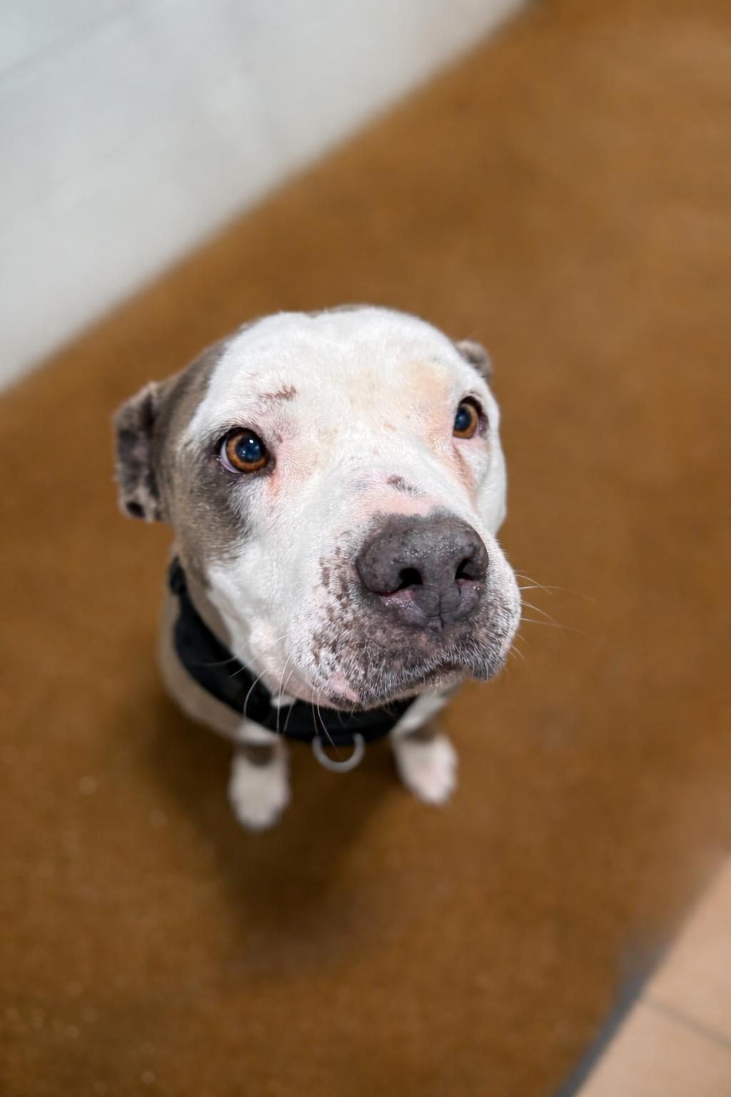Enlarge Gus Gus, an adopted Pit Bull Terrier in Sault Sainte Marie, MI image 1/2