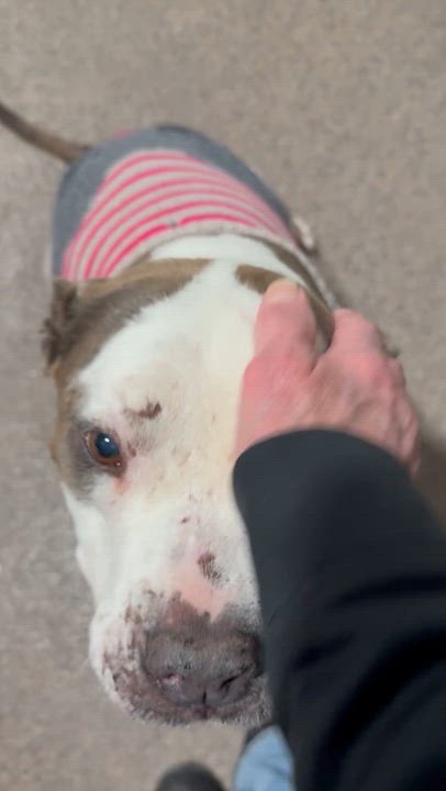 Enlarge Gus Gus, an adopted Pit Bull Terrier in Sault Sainte Marie, MI video 2/2