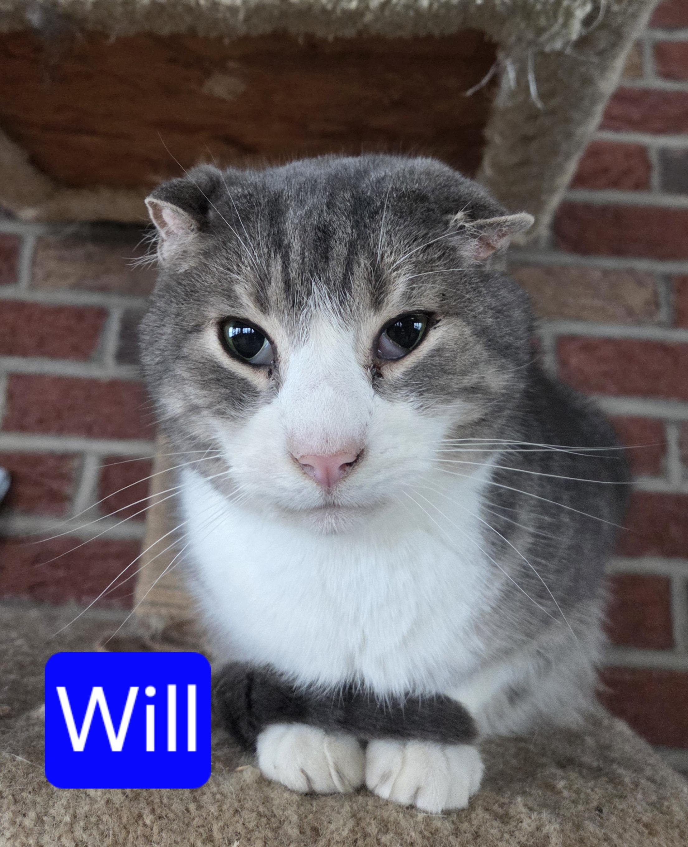 Enlarge Will, a ADOPTABLE Domestic Short Hair in Greensburg, PA image 1/1