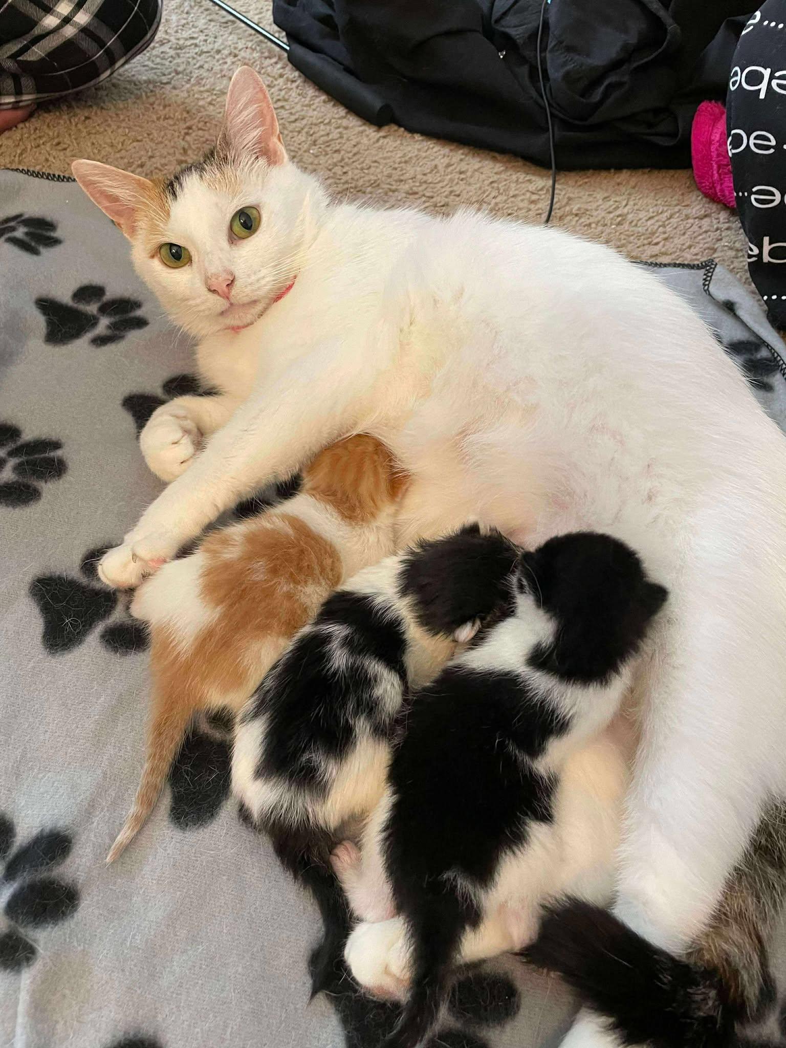 Ponyo, a Adoptable Domestic Short Hair in Penfield, NY image 3/5