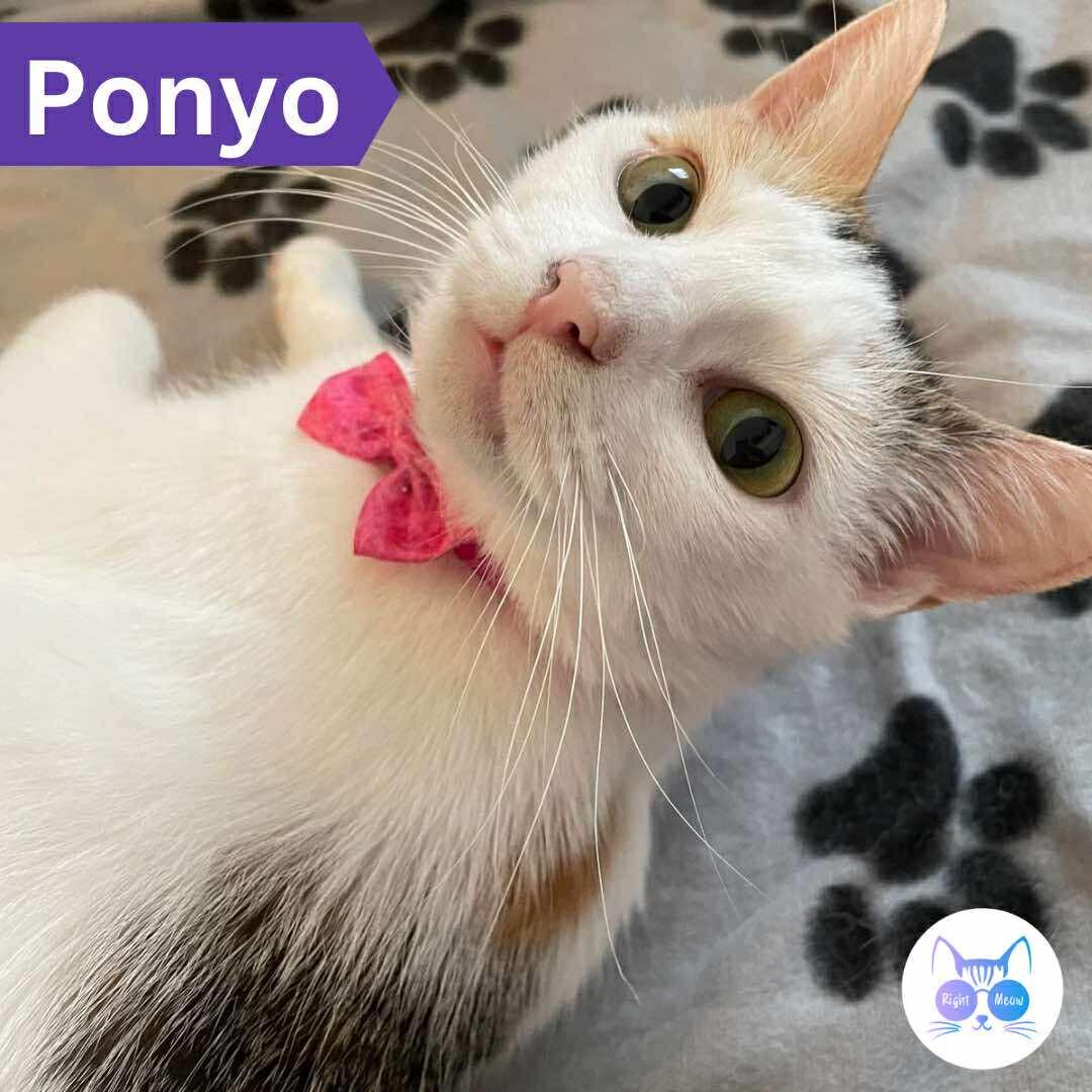 Ponyo, Adoptable, Adult Female Domestic Short Hair.