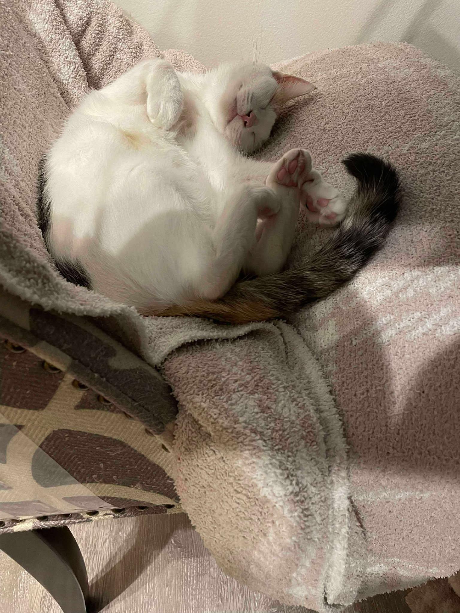 Ponyo, a Adoptable Domestic Short Hair in Penfield, NY image 2/5