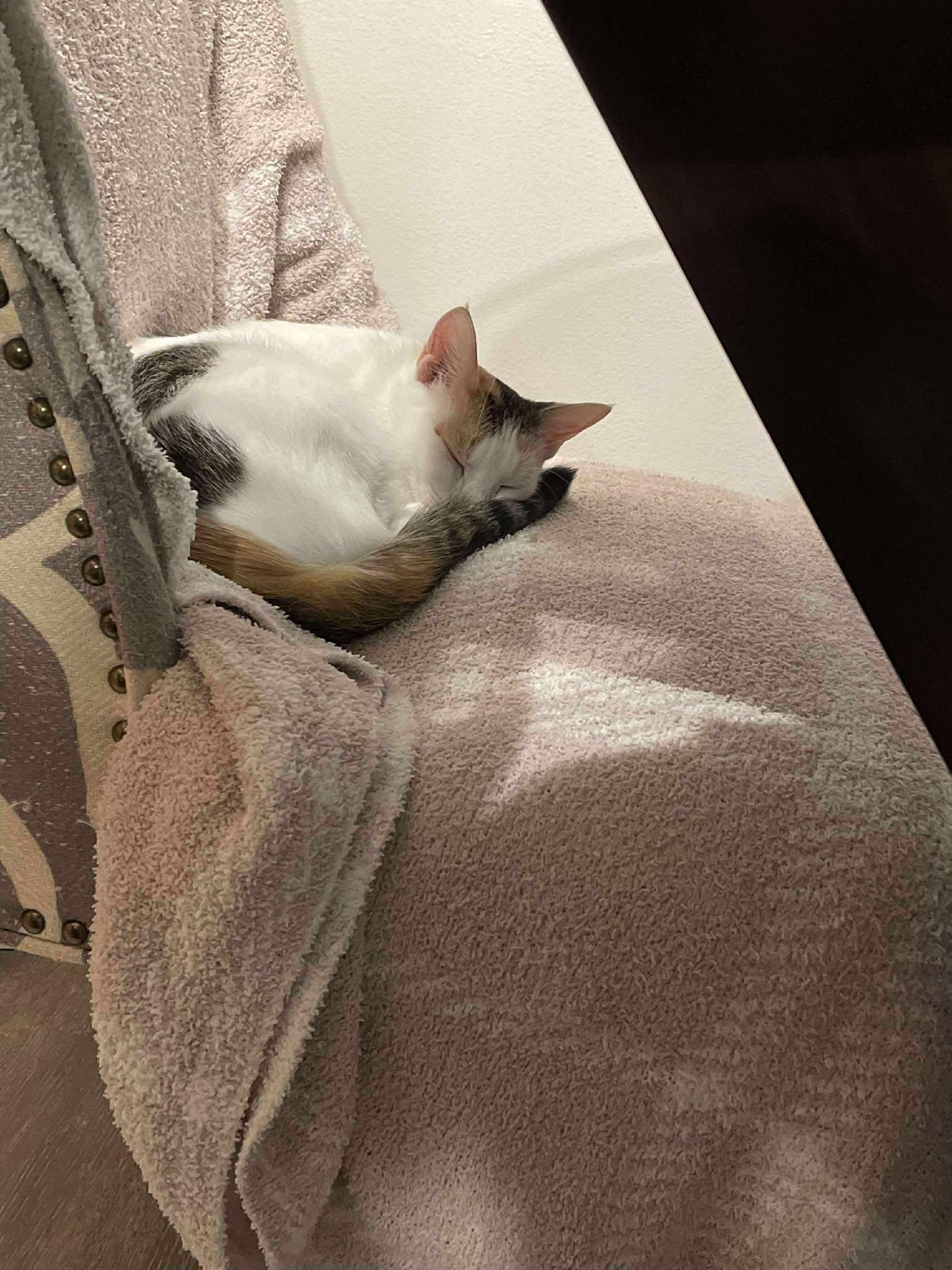 Ponyo, a Adoptable Domestic Short Hair in Penfield, NY image 5/5