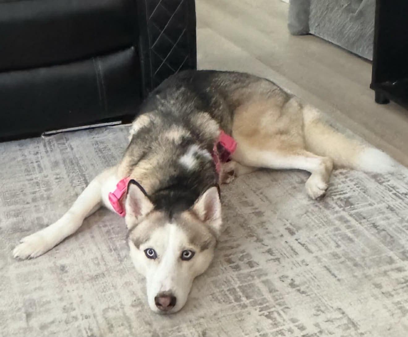 Enlarge Kane, a ADOPTABLE Husky in New Smyrna Beach, FL image 1/2