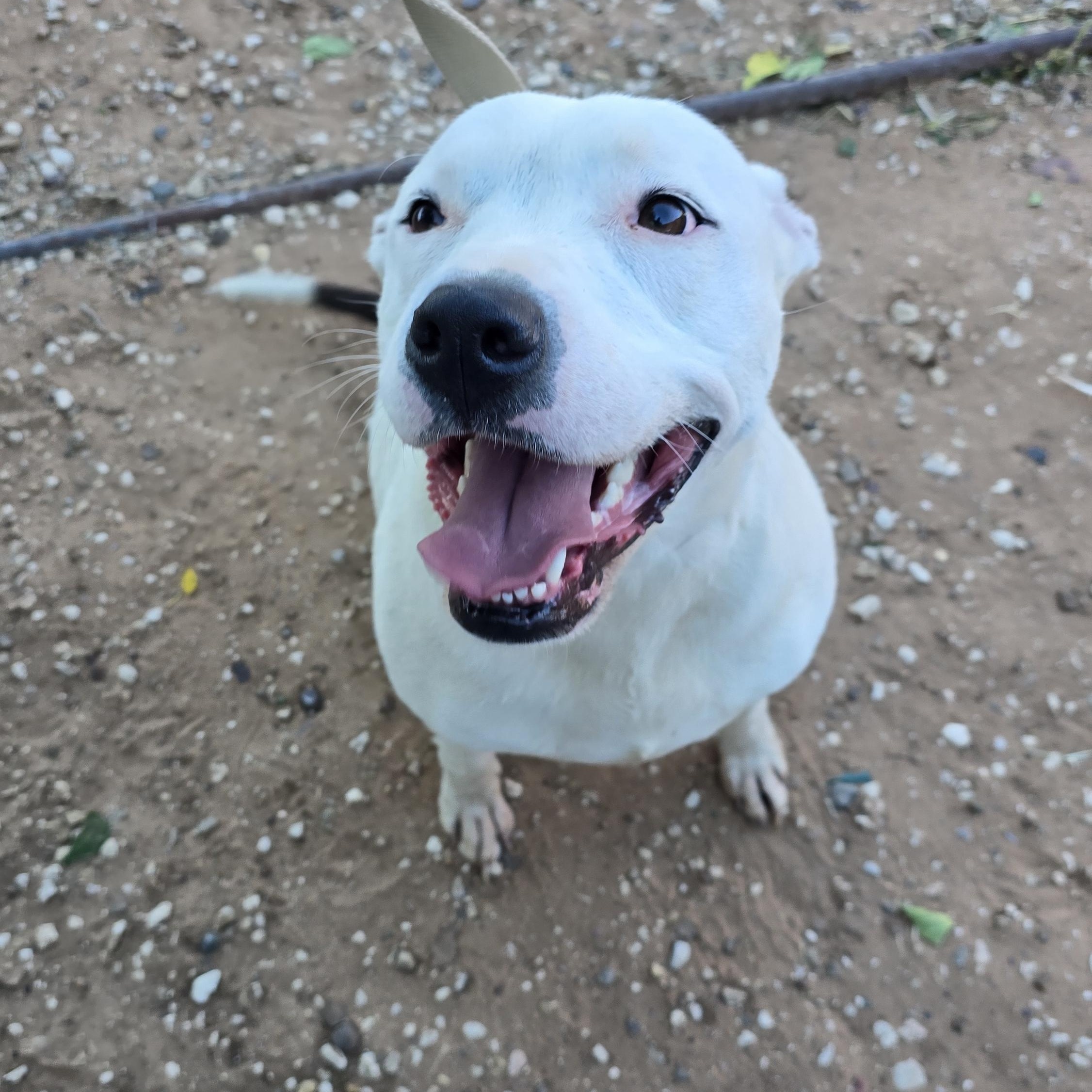 Betsy — thumbnail 2