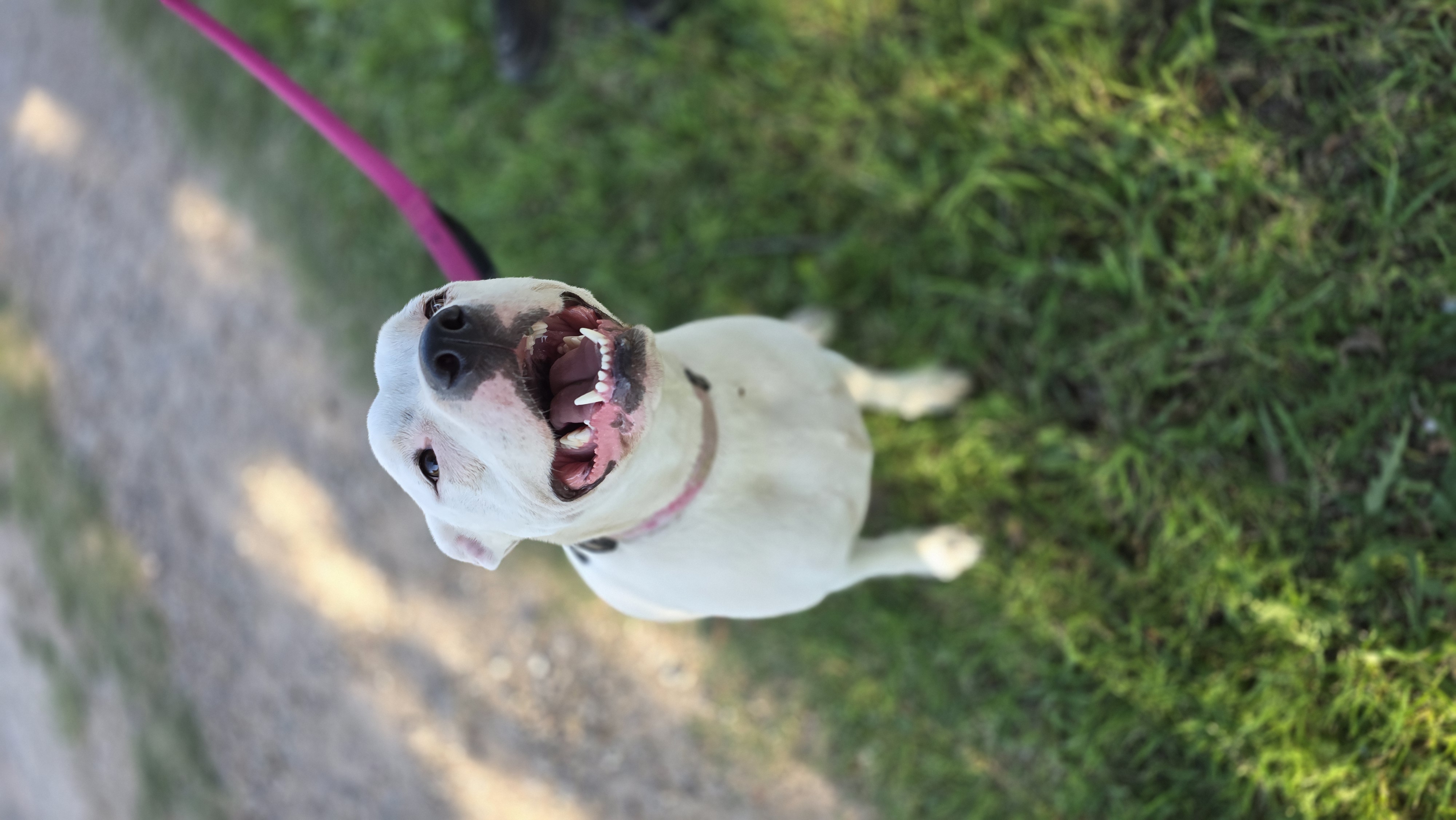 Betsy — thumbnail 3