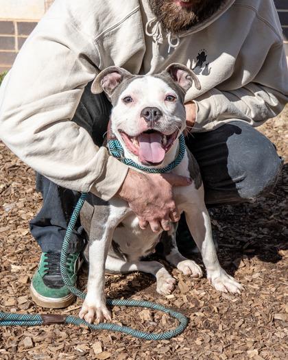 Mandy, ADOPTABLE, Adult Female American Staffordshire Terrier.