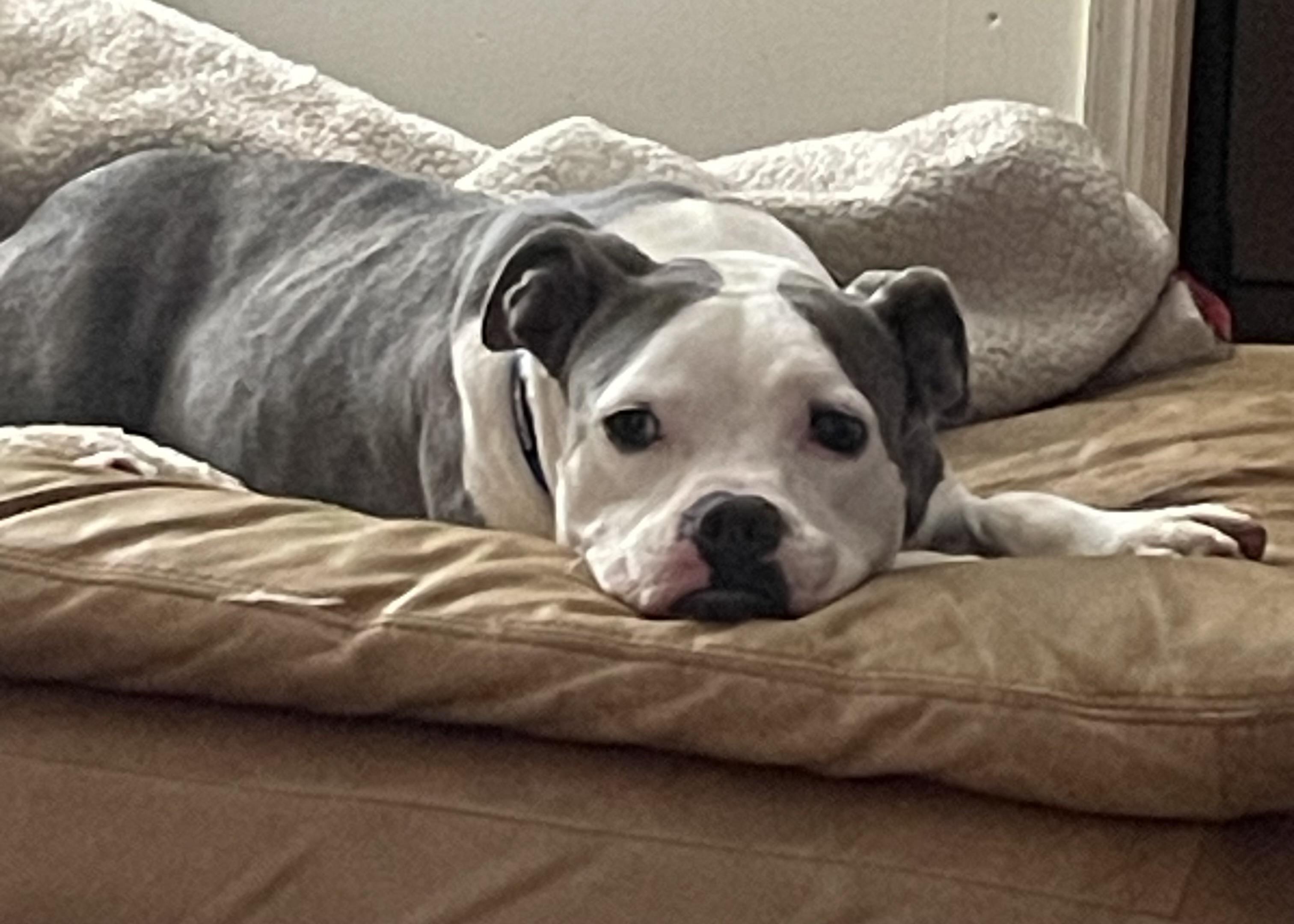 Mandy, a ADOPTABLE mixed breed in Leesburg, VA image 2/5