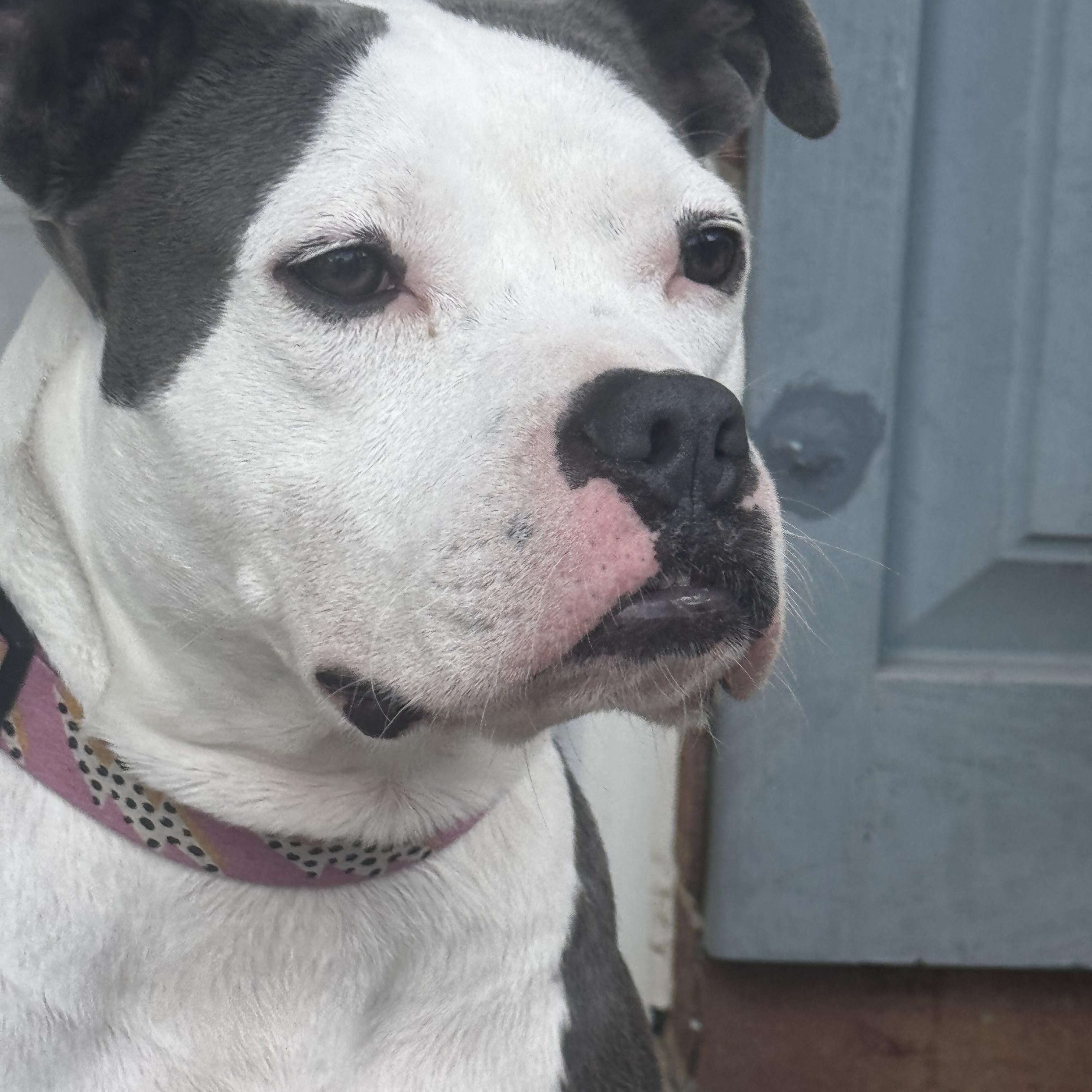 Mandy, a ADOPTABLE mixed breed in Leesburg, VA image 4/5
