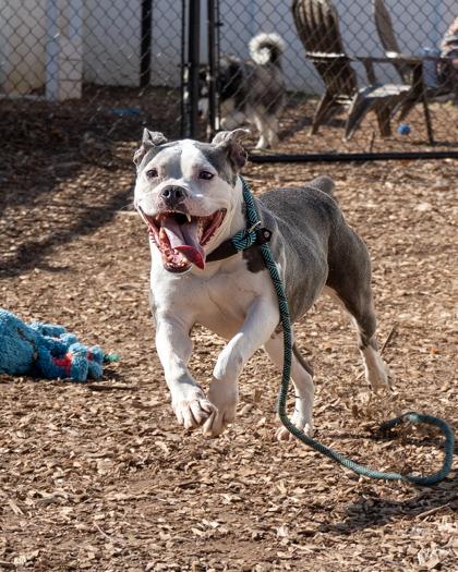 Mandy, a ADOPTABLE mixed breed in Leesburg, VA image 5/5