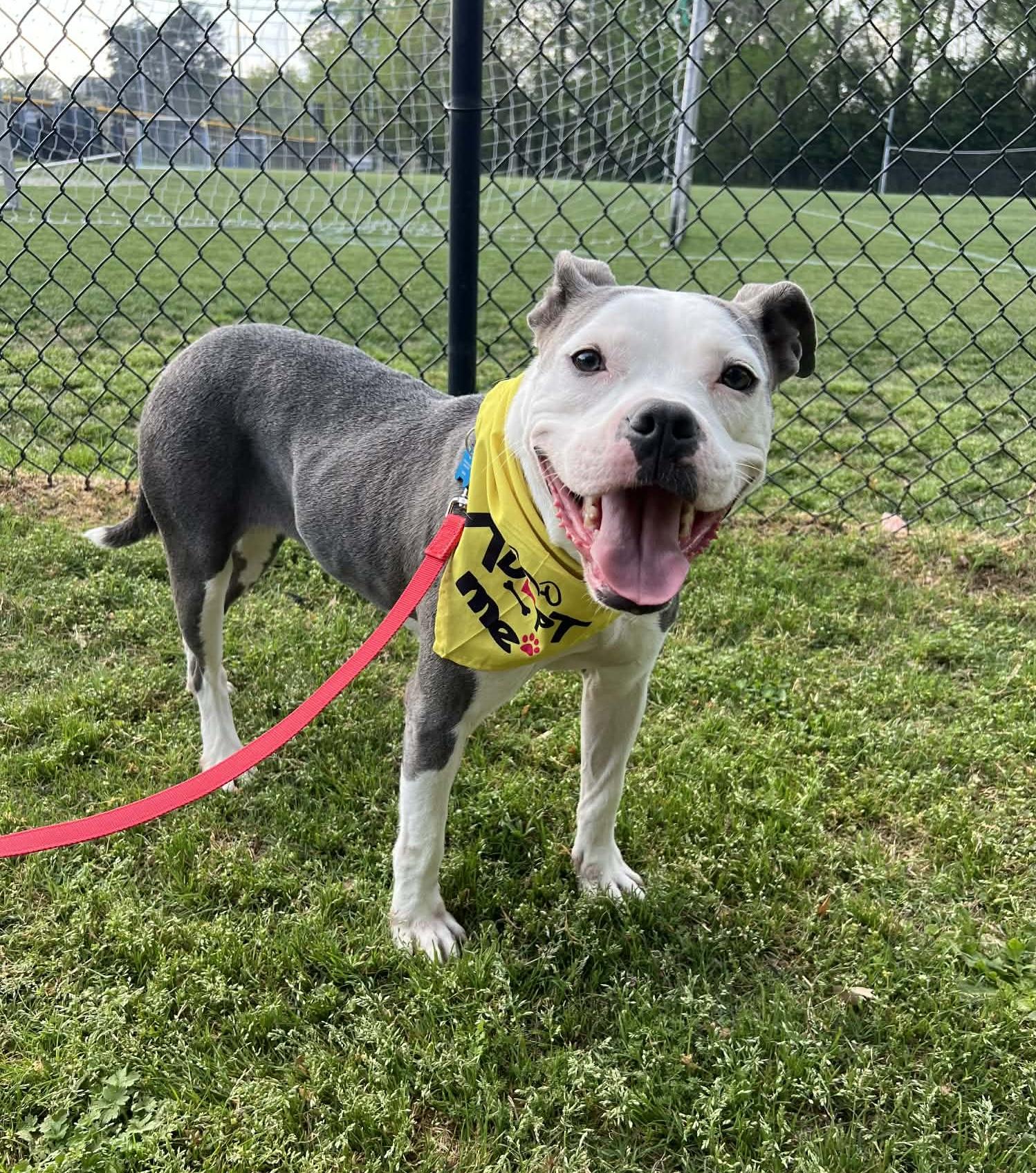 Mandy, a ADOPTABLE mixed breed in Leesburg, VA image 3/5