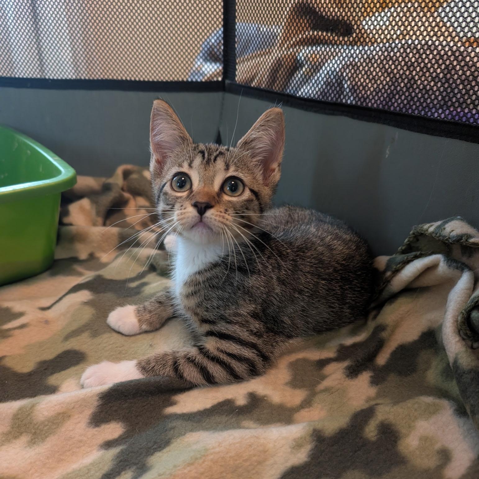 Enlarge Mazda, a ADOPTABLE Domestic Short Hair in Melbourne, FL image 1/2