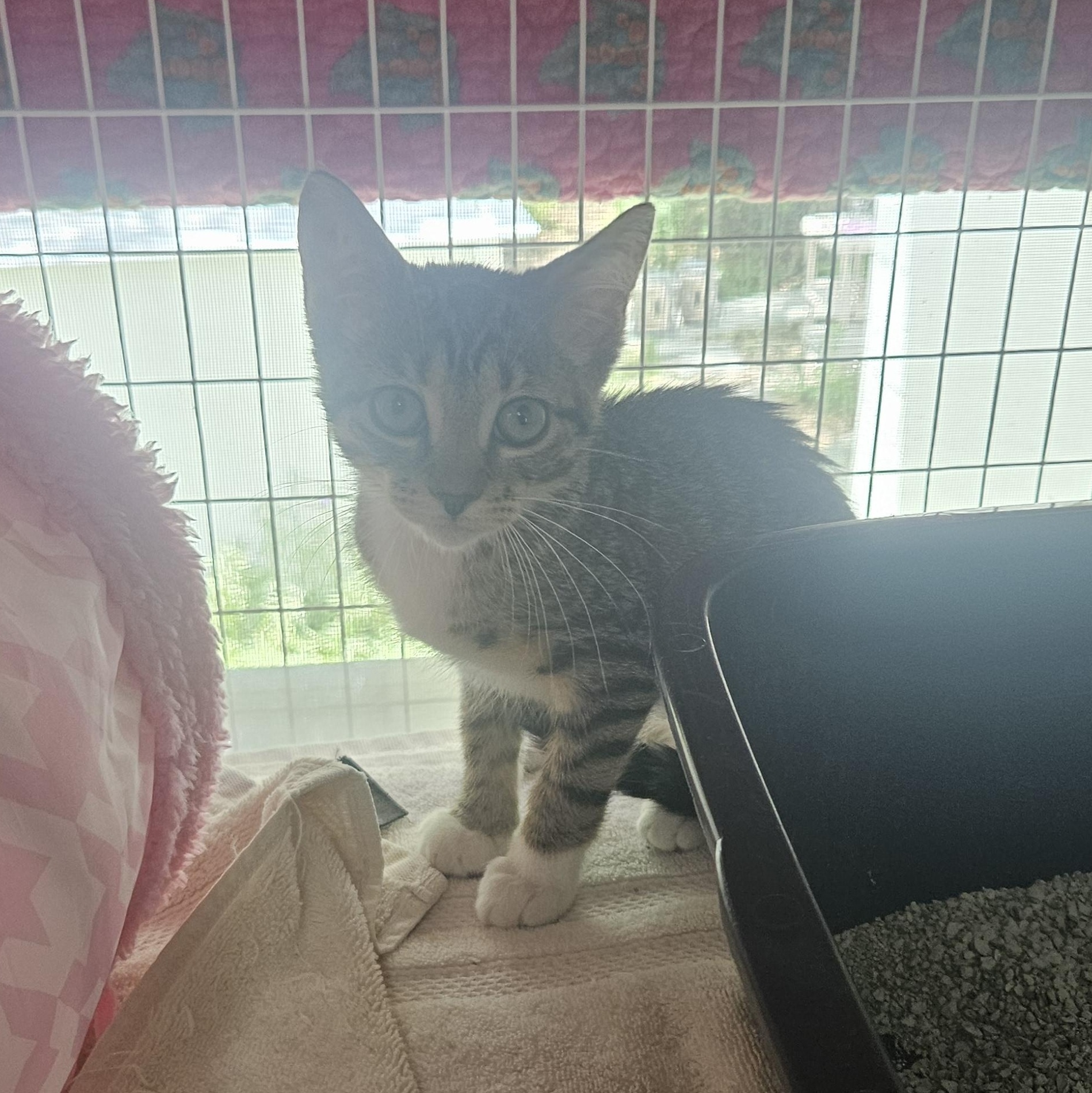 Enlarge Mazda, a ADOPTABLE Domestic Short Hair in Melbourne, FL image 2/2