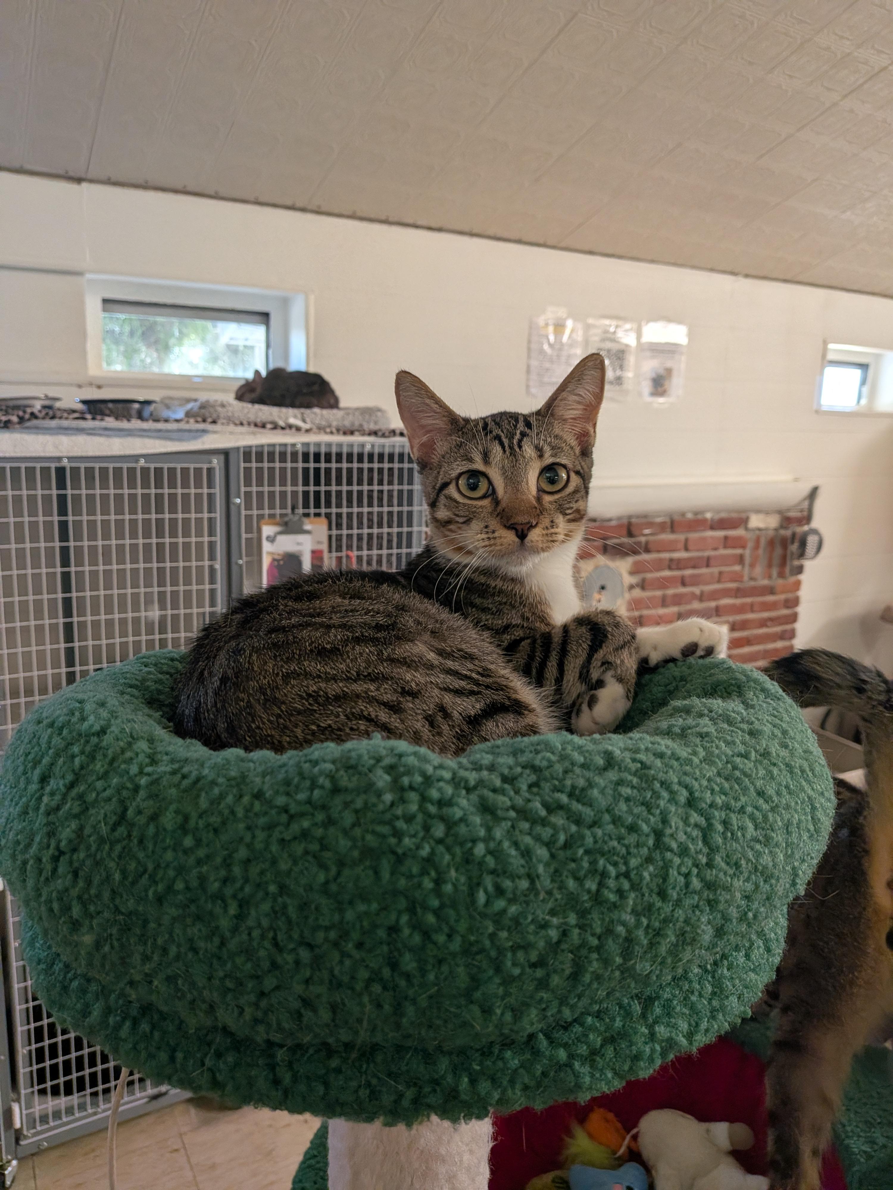 Mazda, a ADOPTABLE Domestic Short Hair in Melbourne, FL image 1/3