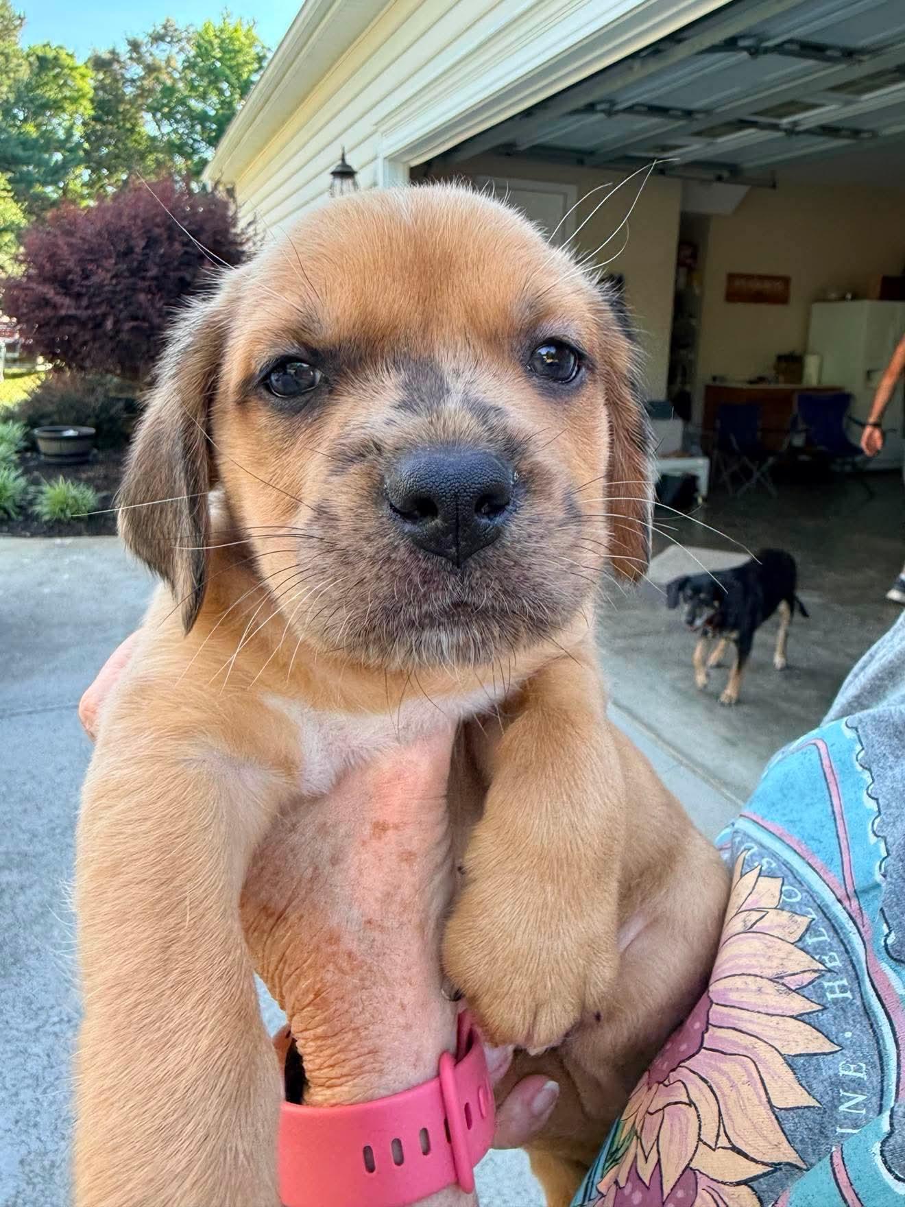 Blue, a Adoptable mixed breed in Roxboro, NC image 1/3